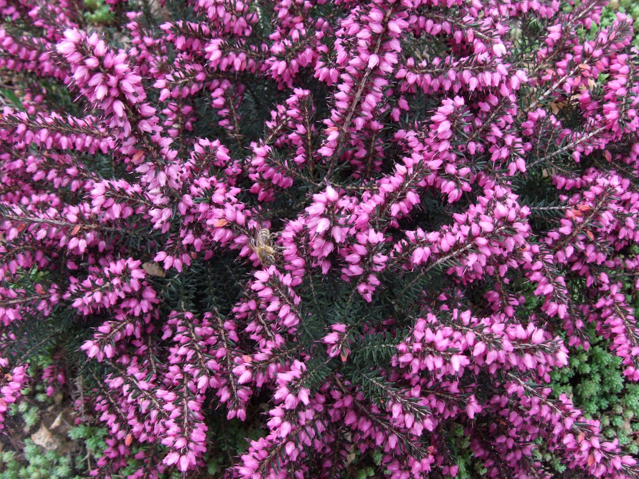 Erica darleyensis 'Rubina'